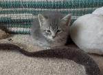 Beethoven of Opal - Domestic Kitten For Sale - WI&comma; US
