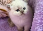 Beauty - British Shorthair Kitten For Sale - Norwalk&comma; CT&comma; US