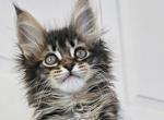 Unity - Maine Coon Kitten For Sale - Charlotte&comma; NC&comma; US