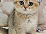 LUXURY SCOTTISH FOLDS - Scottish Fold Kitten For Sale - Grand Rapids&comma; MI&comma; US