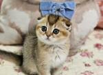Daisy - Scottish Fold Kitten For Sale - Grand Rapids&comma; MI&comma; US