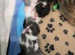 Gemma - Exotic Kitten For Sale - 