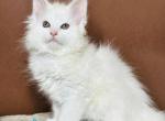 Honey Polydactyl - Maine Coon Kitten For Sale - Miami&comma; FL&comma; US