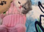 Dolly - Exotic Kitten For Sale - 