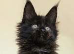 Unisone - Maine Coon Kitten For Sale - Charlotte&comma; NC&comma; US