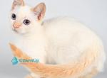 Tristan - Munchkin Kitten For Sale - Pembroke Pines&comma; FL&comma; US