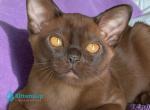 Ray - Burmese Kitten For Sale