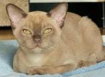 Spartacus - Burmese Kitten For Sale