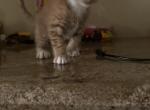 Kittens - American Shorthair Kitten For Sale - Sun City&comma; CA&comma; US