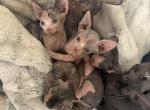 Sphynx kittens - Sphynx Kitten For Sale - Castle Rock&comma; CO&comma; US