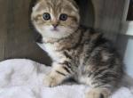 Elvira - Scottish Fold Kitten For Sale - Naperville&comma; IL&comma; US
