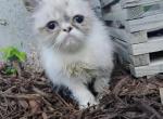 Aristocats - Himalayan Kitten For Sale - 