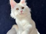 Harik - Maine Coon Kitten For Sale - Miami&comma; FL&comma; US