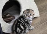 Luna - Scottish Fold Kitten For Sale - Naperville&comma; IL&comma; US
