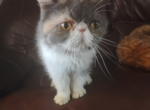 Vivat Nika - Exotic Cat For Sale - 