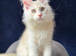 Lubert - Maine Coon Kitten For Sale - Hollywood&comma; FL&comma; US