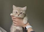 Scottish  Kitten - Scottish Straight Kitten For Sale - 