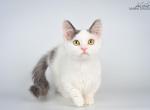 Trofim - Munchkin Kitten For Sale - Pembroke Pines&comma; FL&comma; US