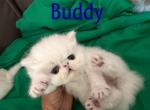 Persian white kittens - Persian Kitten For Sale - Palm Coast&comma; FL&comma; US