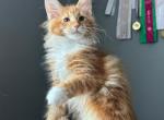 Tomat - Maine Coon Kitten For Sale - Hollywood&comma; FL&comma; US