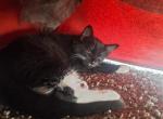 Bri - Domestic Kitten For Sale - College Park&comma; GA&comma; US