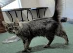 Bleu - Domestic Kitten For Adoption - North Augusta&comma; SC&comma; US
