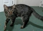 Barkley - Domestic Kitten For Sale - North Augusta&comma; SC&comma; US