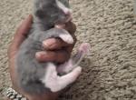 Noodle - Domestic Kitten For Sale - College Park&comma; GA&comma; US