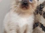 Adorable Siamese kitty - Siamese Kitten For Sale - 