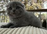 Masya - Scottish Fold Kitten For Sale - 