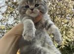 Brandy - Scottish Fold Kitten For Sale - 