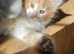 No name - Domestic Kitten For Sale - ME&comma; US