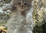 Snowflake - Scottish Straight Kitten For Sale - Buffalo Grove&comma; IL&comma; US