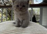 Coco - Scottish Straight Kitten For Sale - 