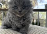 Leo - Scottish Fold Cat For Sale - Buffalo Grove&comma; IL&comma; US