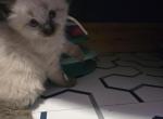 White boy cutie - Balinese Kitten For Sale - 
