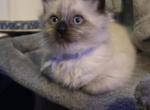 Balinese Spring - Balinese Kitten For Sale - Dallas&comma; TX&comma; US