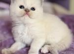 Penelope - Ragdoll Kitten For Sale - Saugerties&comma; NY&comma; US