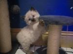 Dark pink girl - Balinese Kitten For Sale - 