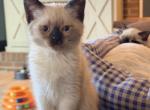 SUNSHINE LITTER - Siamese Kitten For Sale - Maclean&comma; VA&comma; US