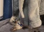 Dark blue - Balinese Kitten For Sale - Dallas&comma; TX&comma; US