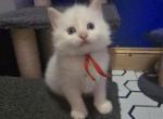 Exotic Balinese Beauty's Flam point - Balinese Kitten For Sale - 