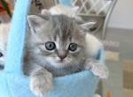 Barbie - Scottish Straight Kitten For Sale - 