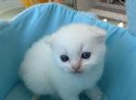 Pretty white little baby girl - Scottish Fold Kitten For Sale - 