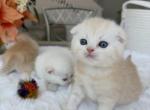 Tobby peach color beautiful boy - Scottish Fold Kitten For Sale - Davenport&comma; FL&comma; US