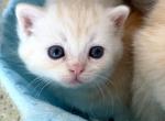 Pretty little boy peach color - Scottish Straight Kitten For Sale - 