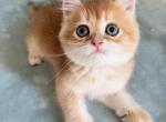 Scottish straight boy Lucky - Scottish Straight Kitten For Sale - 