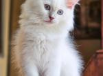 Lilac mink mitted - Ragdoll Kitten For Sale - 