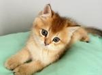 Ginger - Scottish Straight Kitten For Sale - Davenport&comma; FL&comma; US