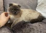 Scottish fold cat - Scottish Fold Kitten For Sale - Sedalia&comma; MO&comma; US